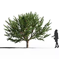 Lush Fruit Bearing Arbor With Green Foliage And Figure Silhouette Nearby