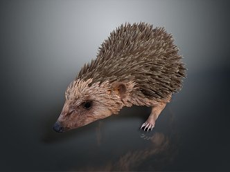 Modern Hedgehog Cartoon Hedgehog Animation Hedgehog 3d model