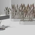 Golden Wheat Stalks Arranged On White Display Platforms In Minimalist Space