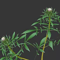 Lush Green Plant with Long Branches Fresh Leaves and Unopened Bud