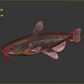 3D Rendered Catfish With Pink Fins And Whiskers On Dark Background Reflection