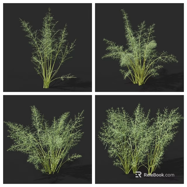 Organic Fresh Green Fennel Herb Vegetable Plant Shown in Different Angles 3d model 