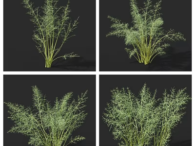 Organic Fresh Green Fennel Herb Vegetable Plant Shown in Different Angles 3d model