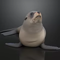 Cute Seal Looking Up With Smooth Gray Coat And Flippers Against Dark Background