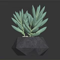Green Succulent Plant in Geometric Gray Pot with Small Pebbles on Black Background