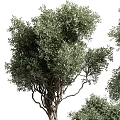 Stylish Garden Decor Featuring Potted Olive Trees in Black Cylindrical Pots with Gold Trim