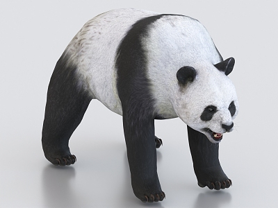 panda animal 3d model