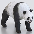 panda animal 3d model