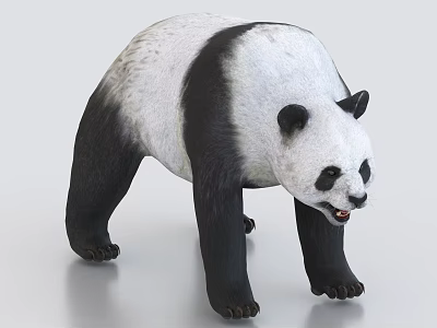 Black And White Panda Bear With Thick Fur Standing Posture On Smooth Surface 3d model