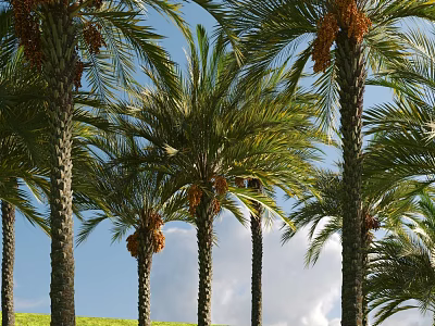 Tall Palm Trees with Green Fronds and Brown Fruits Growing in Green Grass Under Blue Sky 3d model