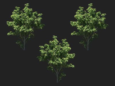 Three Lush Green Leafy Trees With Vibrant Foliage And Natural Canopy 3d model