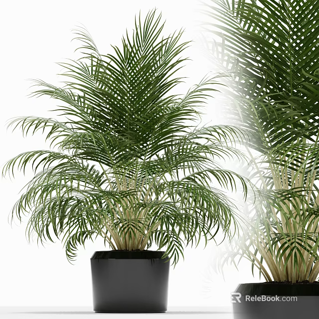 Lush Green Potted Palm Plant in Black Pot with Feathery Leaves for Indoor Decoration 3d model 