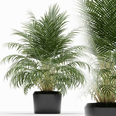 Lush Green Potted Palm Plant in Black Pot with Feathery Leaves for Indoor Decoration 3d model
