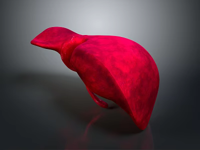 Red 3D Liver Anatomical Model Displaying Detailed Abdominal Organ Structure 3d model