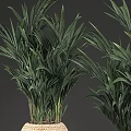 Garden Decor With Green Plants In Woven Pots For Home Garden Natural Accent