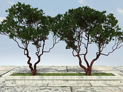 Two Curved Trunk Trees With Lush Green Leaves On Stone Pavement Grass Area 3d model