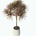 Bonsai Potted Plant With Colorful Red Green Leaves In White Ceramic Pot
