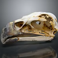 Durable Medical Anatomical Model Bird Skull with Detailed Structure and Quality Material