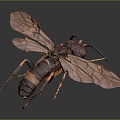 Modern Moth Moth Animal Anime Character 3d model