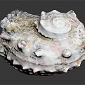 Spiky Conch Shell With Textured Surface And Grayish White Color On Black Background