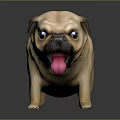 Cute Light Brown Pug Dog With Big Eyes And Tongue Sticking Out On Dark Background