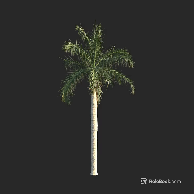 Tall Palm Tree With Green Fronds And Straight Trunk Against Black Background 3d model 