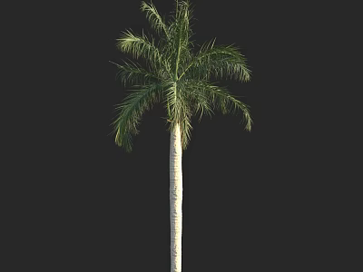 Tall Palm Tree With Green Fronds And Straight Trunk Against Black Background 3d model