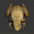 Frog Poison Frog Game Frog Reptile Cold Blooded Animal Reptile 3d model