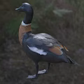 Black Headed Duck with White Neck Ring and Brown Chest Standing on Grass
