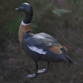 Brown-breasted ducks Australian ducks Biological animals 3d model