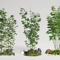 Lush Bamboo Plants with Clumping Growth Green Leaves and Decorative Rocks Mossy Base