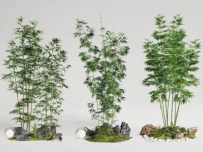 Lush Bamboo Plants with Clumping Growth Green Leaves and Decorative Rocks Mossy Base 3d model