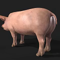 Realistic 3D Model Of A Pink Pig With Detailed Features And Smooth Texture