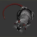 Brown Rat Standing With Red Ears Paws Tail And White Whiskers On Gray Background