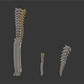 Anatomical Spinal Vertebrae Models in Different Sizes and Structures