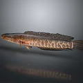 Long Textured Fish With Unique Body Pattern And Detailed Scales On Dark Surface 3d model