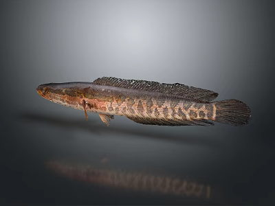 Modern Catfish Catfish Carp Sturgeon 3d model