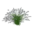 Lush Green Shrub with White Plume Flowers and Long Stems Casting Shadow