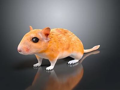 Realistic Orange Gerbil With White Paws And Black Eyes On Shiny Surface 3d model