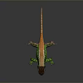 Vibrant Green Orange And Brown Reptile Lizard With Detailed Scales On Gray Background