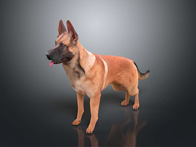 Brown and Black Dog With Pointed Ears Standing On Dark Reflective Surface With Tongue Out 3d model