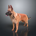 Brown and Black Dog With Pointed Ears Standing On Dark Reflective Surface With Tongue Out