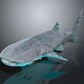 Whale Shark With Streamlined Gray Body White Spots And Fins On Dark Reflective Surface