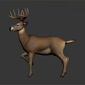 Brown Deer With Large Antlers Standing On Simple Gray Background