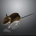 Brown Mouse with Long Tail White Belly and Black Eyes on Black Background with Reflection