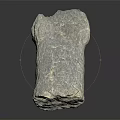 Gray Petrified Wood Stone with Natural Textured Surface on Black Background