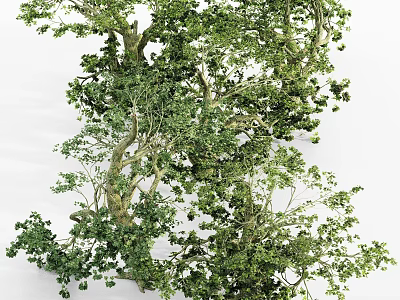 Lush Green Arbor Featuring Twisted Trunk And Dense Foliage In Natural Setting 3d model