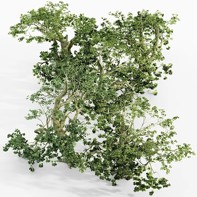 Lush Green Arbor Featuring Twisted Trunk And Dense Foliage In Natural Setting 3d model