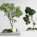 Modern landscape tree courtyard arbor courtyard sketch tree pool landscape tree 3d model