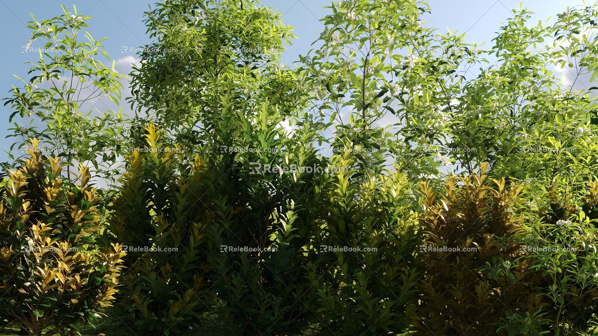 Modern shrubs 3d model